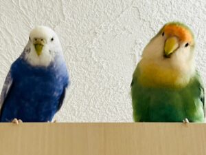 講師プロフィール